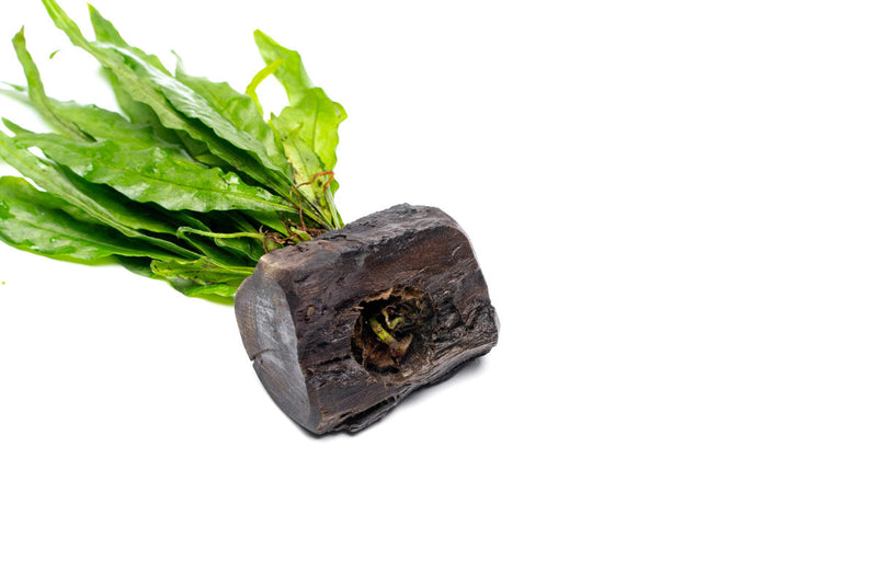 Java Fern aquatic plant mounted on Nano Wood, ideal for freshwater aquariums, by CPA.
