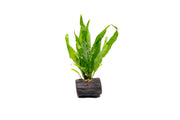 Java Fern aquatic plant attached to Nano Wood, ideal for freshwater aquariums, by CPA.