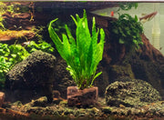 Java Fern planted on a piece of Nano Wood, aquatic plant from CPA, suitable for freshwater aquarium decoration.