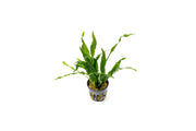 Healthy Java Fern Soft aquatic plant from CPA with lush green, feathery leaves suitable for freshwater aquariums.