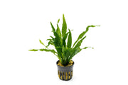 Healthy Java Fern Soft aquatic plant from CPA with vibrant green fronds suitable for freshwater aquariums.