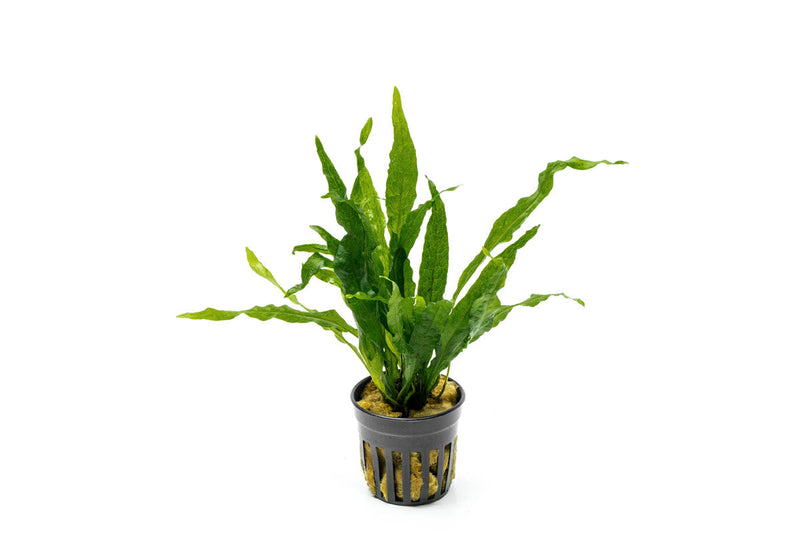 Healthy Java Fern Soft aquatic plant from CPA with vibrant green fronds suitable for freshwater aquariums.