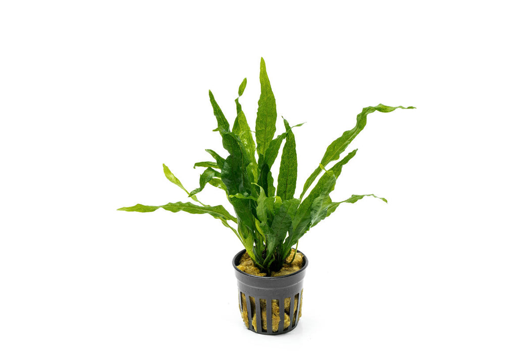 Java Fern Soft Leaf | Shop Live Aquatic Plants - Buce Plant