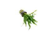 Healthy Java Fern Soft aquatic plant by CPA with lush green fronds suitable for freshwater aquariums.