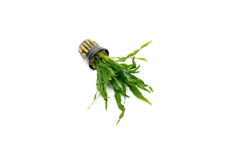 Healthy Java Fern Soft aquatic plant by CPA with lush green fronds suitable for freshwater aquariums.
