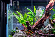 Healthy Java Fern Sunrise aquatic plant from CPA with vibrant green fronds, ideal for freshwater aquariums.