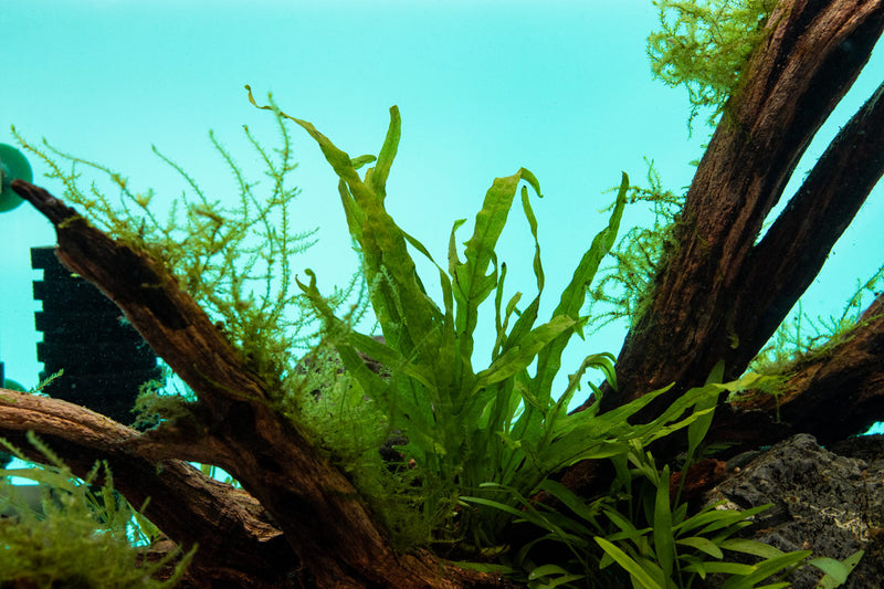 Healthy Java Fern Trident aquatic plant from CPA with vibrant green, detailed leaves suitable for freshwater aquariums.