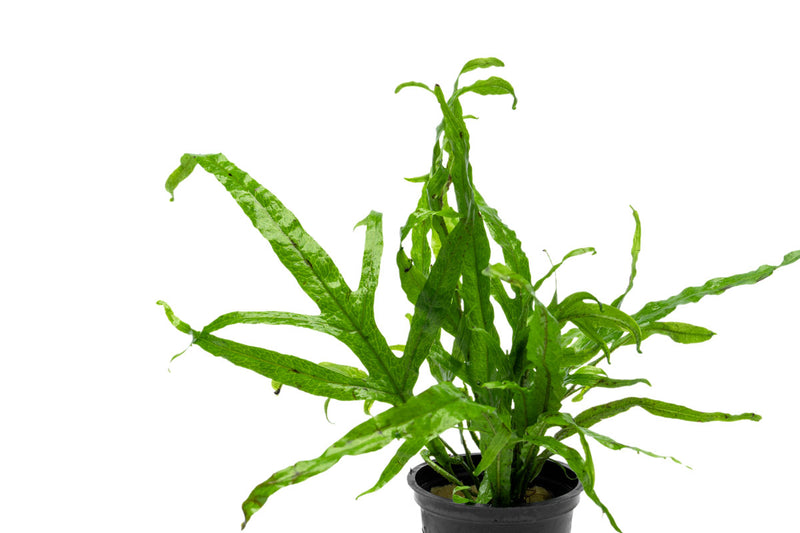 Healthy Java Fern Trident aquatic plant from CPA with vibrant green fronds suitable for freshwater aquariums.