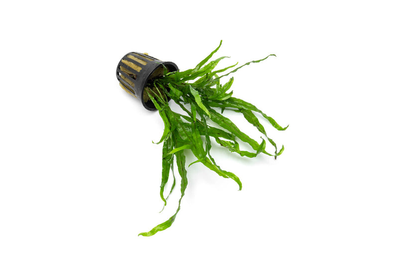 Healthy Java Fern Trident aquatic plant with vibrant green fronds, ideal for freshwater aquariums. CPA brand.