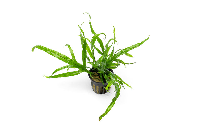 Healthy Java Fern Trident aquatic plant with vibrant green fronds, ideal for freshwater aquariums, from CPA brand.