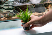 Java Fern Trident Mini