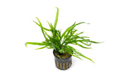 Java Fern Trident Mini