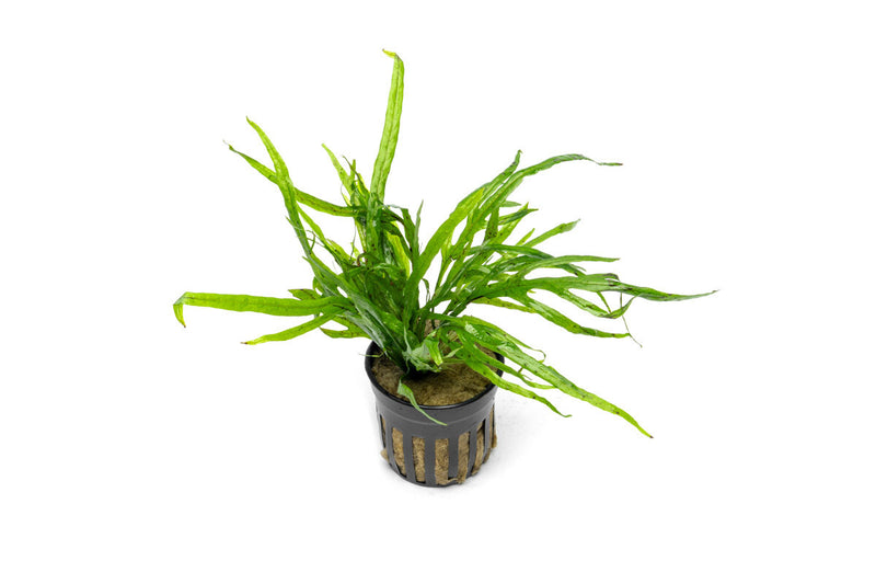 Java Fern Trident Mini