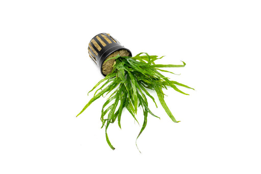 Java Fern Trident Mini