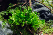 Aquatic Java Fern Windelov Hybrid plant from ACW showing lush green fronds with delicate, fern-like leaf tips in an aquarium setting.