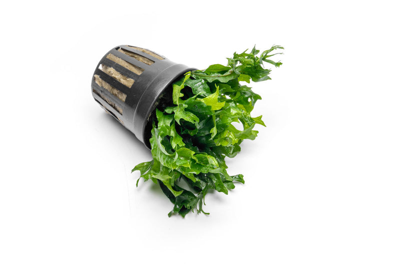 Java Fern Windelov Hybrid aquatic plant from ACW with delicate, feathery green fronds suitable for freshwater aquariums.