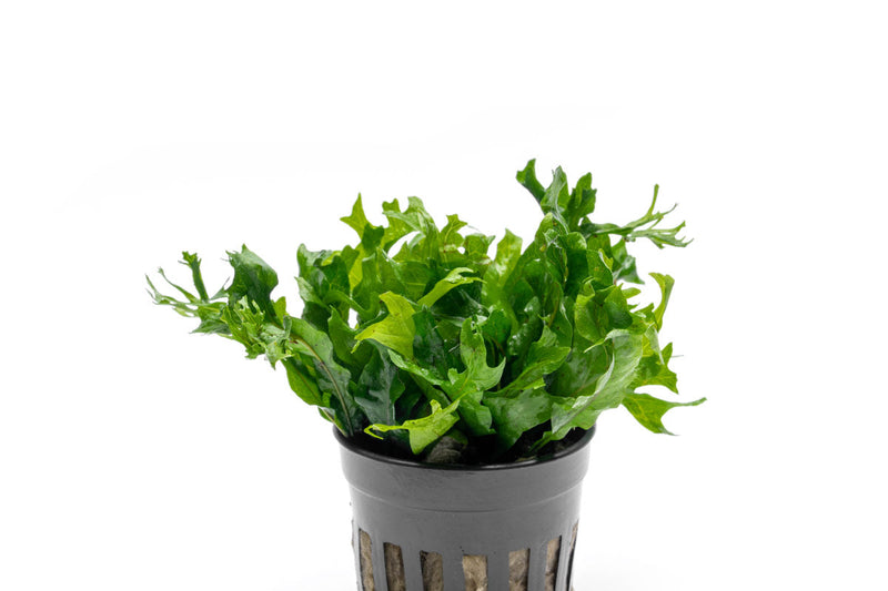 Java Fern Windelov Hybrid aquatic plant from ACW with delicate, feathery green fronds suitable for freshwater aquariums.