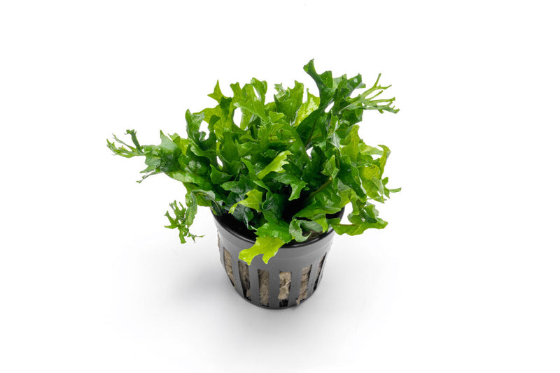 Aquatic Java Fern Windelov Hybrid plant by ACW, showing lush green fronds with delicate leaf tips suitable for freshwater aquariums.