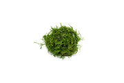 Java Moss Moss - Buce Plant