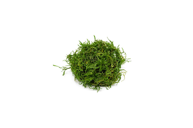 Java Moss Moss - Buce Plant