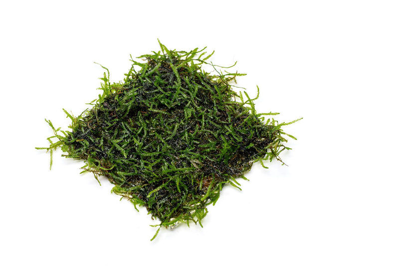 Java Moss on stainless steel sheet, CPA brand aquatic moss suitable for aquariums and aquatic plant displays.