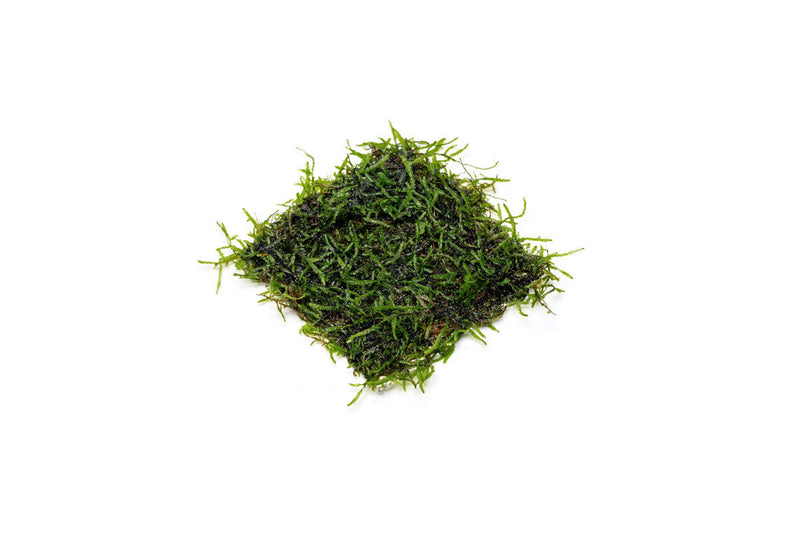 Java moss attached to stainless steel substrate, ideal for aquariums, by CPA, showcasing lush green aquatic plant growth.