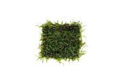 Java moss attached to stainless steel substrate, ideal for aquatic plant tanks, by CPA.