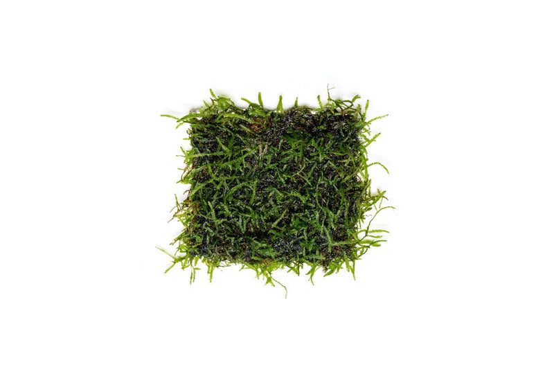 Java moss attached to stainless steel substrate, ideal for aquatic plant tanks, by CPA.