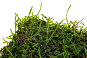 Java moss attached to stainless steel, suitable for aquariums and aquatic plant displays, by CPA.