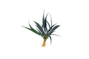 Buce Josefia Intricata aquatic plant with green, delicate, and intricate leaves suitable for freshwater aquariums.
