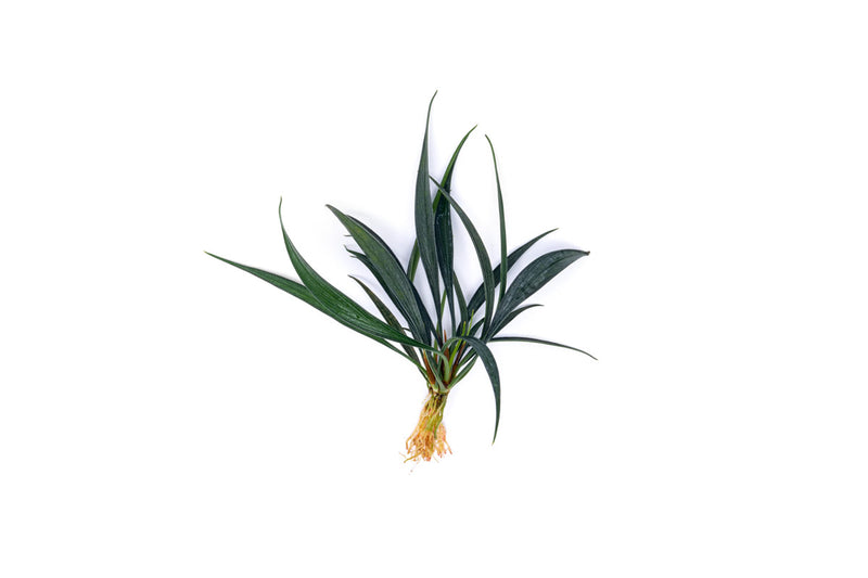 Buce Josefia Intricata aquatic plant with green, delicate, and intricate leaves suitable for freshwater aquariums.