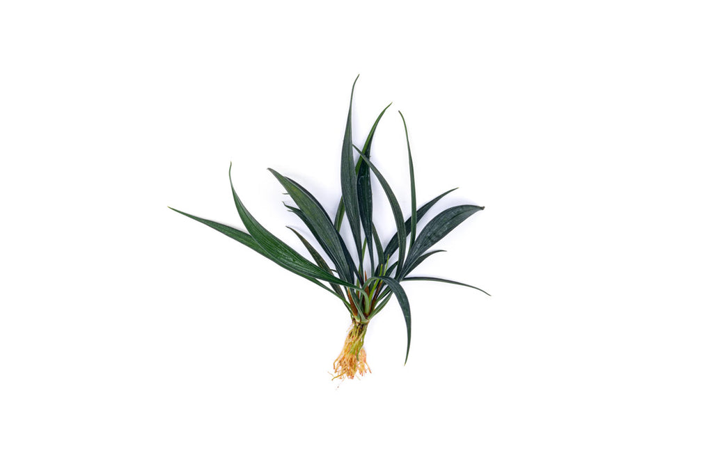 Josefia Intricata - Buce Plant