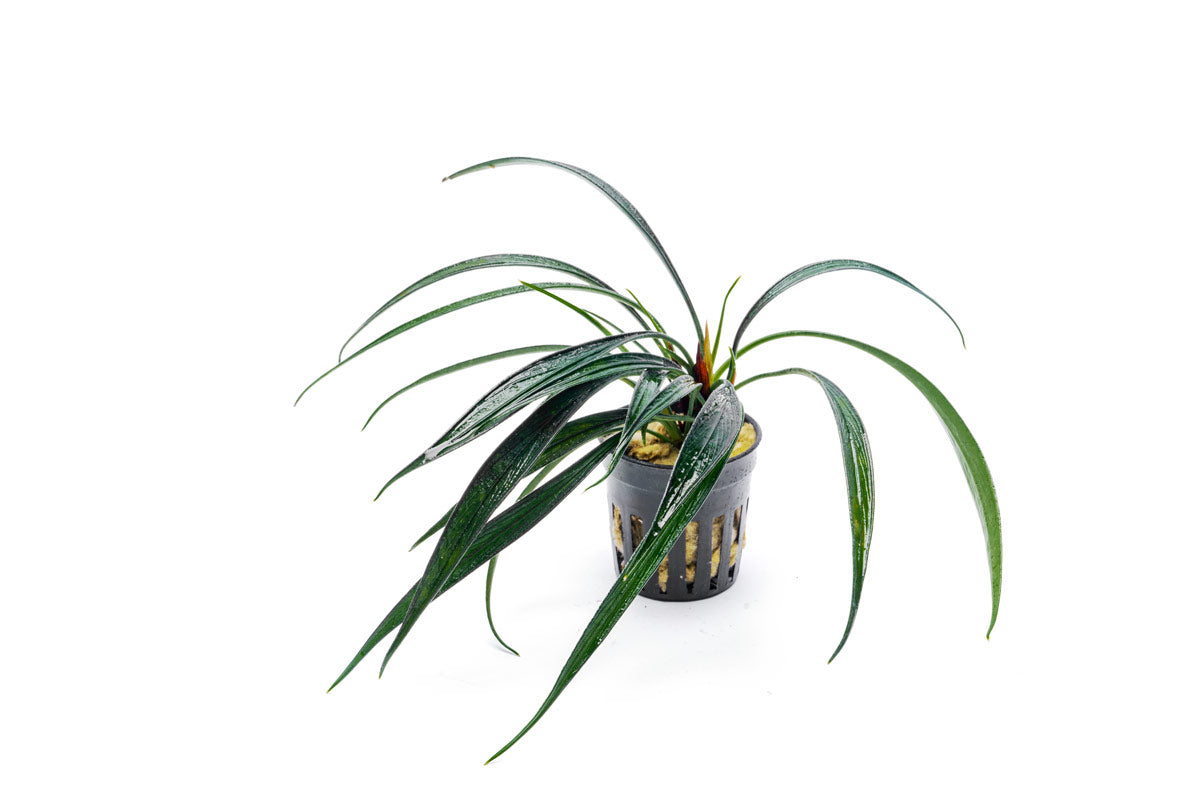 Josefia Intricata - Buce Plant