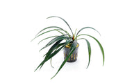 Healthy Josefia Intricata aquatic plant from BUCE, with lush green, finely textured leaves suitable for freshwater aquariums.