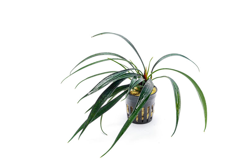 Healthy Josefia Intricata aquatic plant from BUCE, with lush green, finely textured leaves suitable for freshwater aquariums.