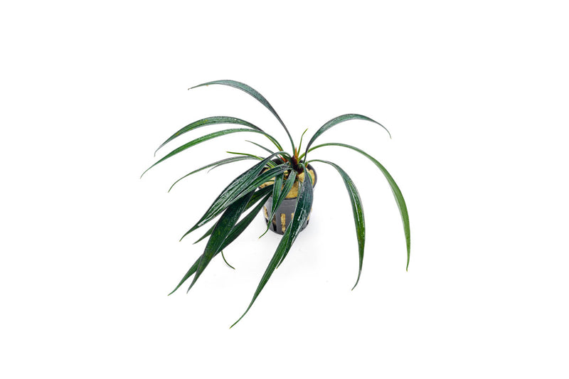 Healthy Josefia Intricata aquatic plant from BUCE with vibrant green, finely detailed leaves ideal for freshwater aquariums.