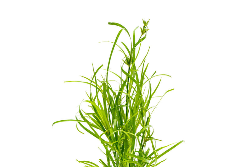 Juncus Repens Aquatic Plant - Buce Plant