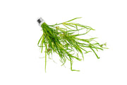 Juncus Repens Aquatic Plant - Buce Plant