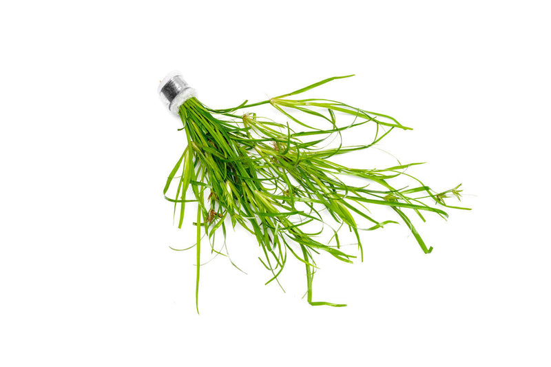 Juncus Repens Aquatic Plant - Buce Plant