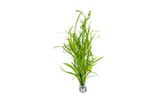 Juncus Repens Aquatic Plant - Buce Plant