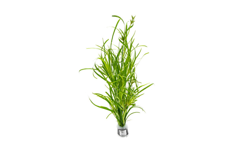 Juncus Repens Aquatic Plant - Buce Plant