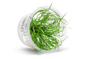 Juncus Repens Aquatic Farmer Tissue Culture Aquatic Plant - Buce Plant
