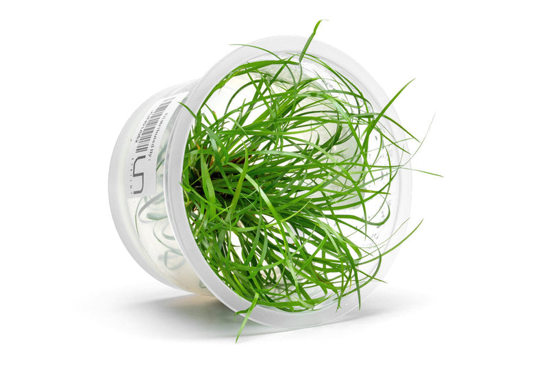Juncus Repens Aquatic Farmer Tissue Culture Aquatic Plant - Buce Plant