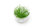 Juncus Repens Aquatic Farmer Tissue Culture Aquatic Plant - Buce Plant
