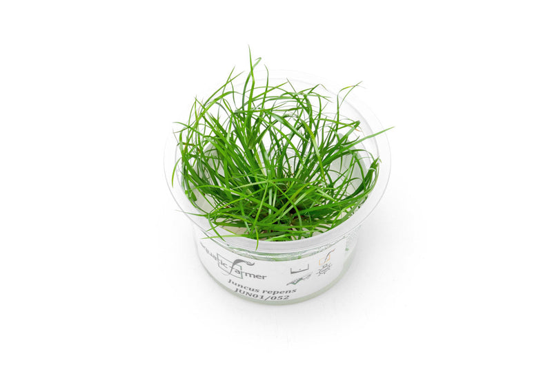 Juncus Repens Aquatic Farmer Tissue Culture Aquatic Plant - Buce Plant