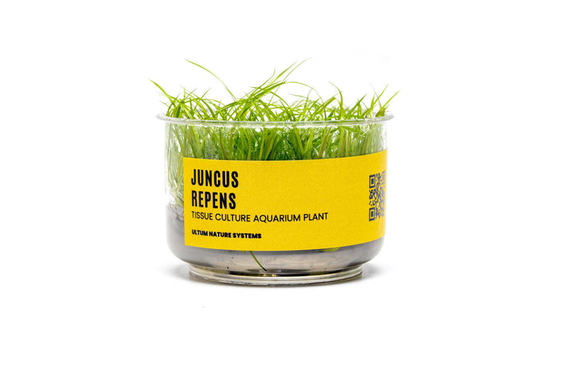 Juncus Repens UNS Tissue Culture Aquatic Plant - Buce Plant