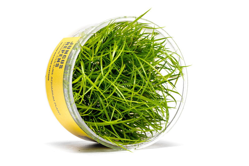 Juncus Repens UNS Tissue Culture Aquatic Plant - Buce Plant