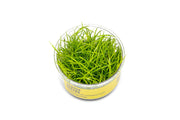 Juncus Repens UNS Tissue Culture Aquatic Plant - Buce Plant