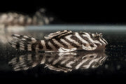 JA King Tiger Pleco fish with distinctive black and yellow striped pattern swimming in an aquatic tank.