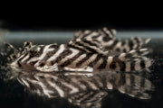 JA King Tiger Pleco fish, showcasing its distinctive black and yellow striped pattern, swimming in an aquatic environment.